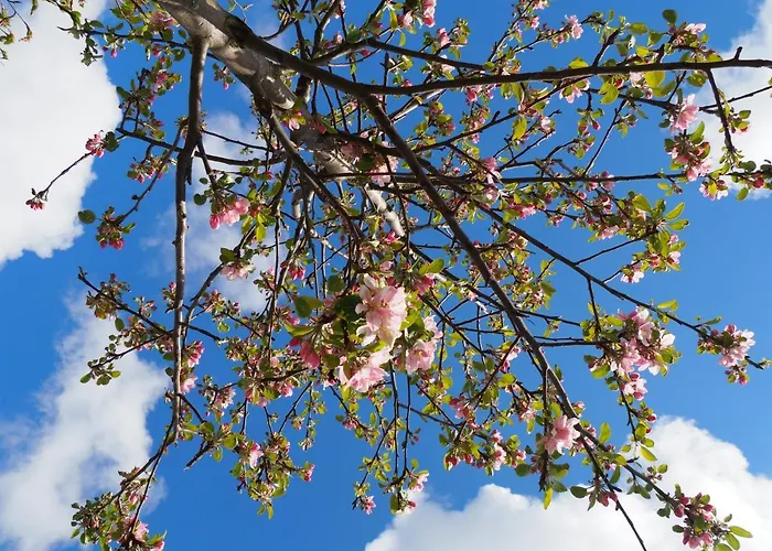 Polderlodge Bed & Breakfast Hillegom